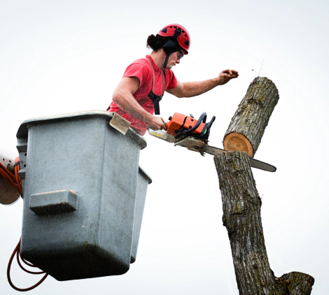 tree arborist expert working on removing a tree