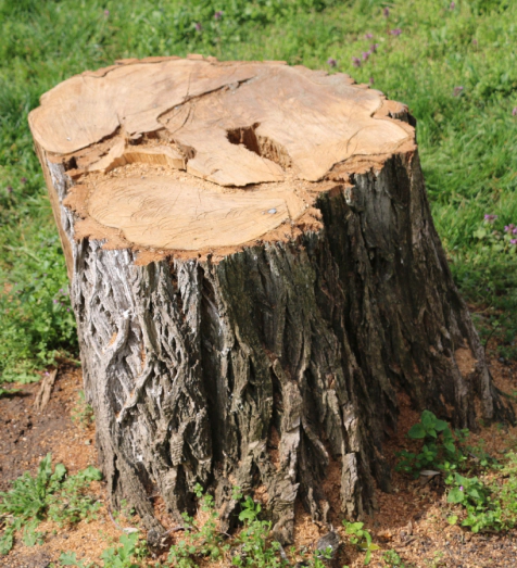 tree stump from cut tree